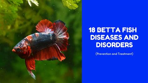 betta fish diseases with pictures|18 Betta Fish Diseases and Disorders (With Pictures): .
